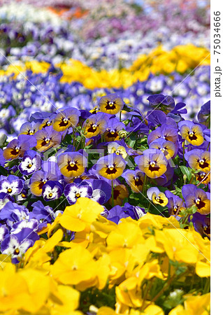花壇に咲くビオラ パンジーの写真素材 花壇に咲くビオラ パンジーの写真素材