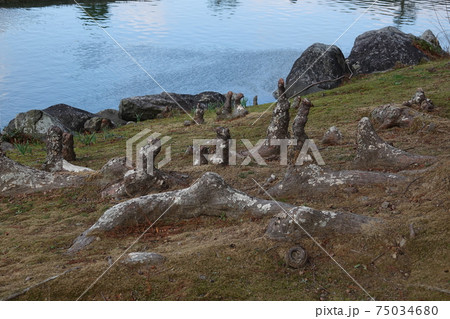 南楽園の落羽松 南楽園の落羽松 75034680