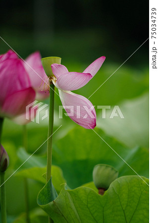 散りゆく蓮の花 75034739