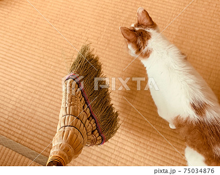 猫よ、和室をほうきで掃きますから… 猫よ、和室をほうきで掃きますから… 75034876