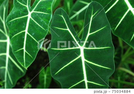 熱帯植物の大きな葉 鮮やかな葉脈の写真素材