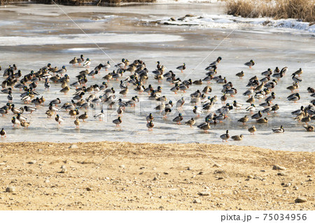 鳥 冬 アヒル 75034956