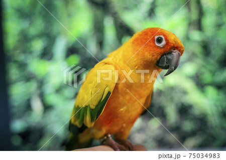 Adorable sun conure parrots on hand Adorable sun conure parrots on hand 75034983