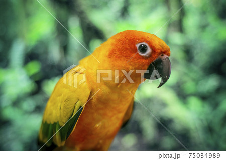 Adorable sun conure parrots on hand Adorable sun conure parrots on hand 75034989