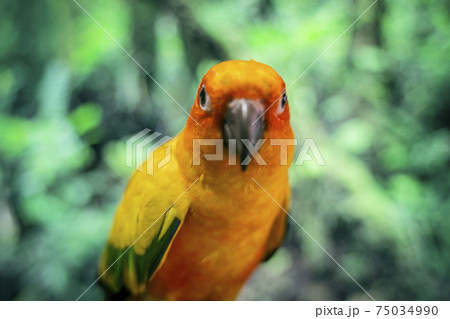 Adorable sun conure parrots on hand Adorable sun conure parrots on hand 75034990