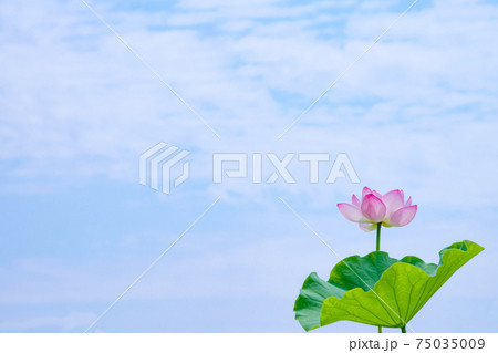 蓮の花と空 75035009