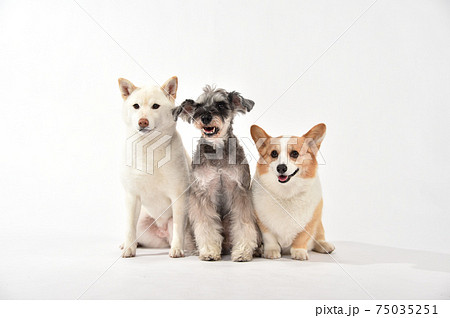 仲良く座る柴犬とミニチュアシュナウザーとコーギー 75035251