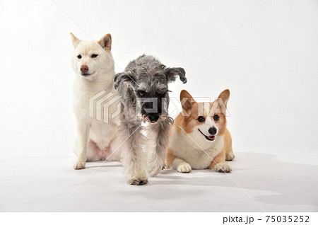 仲良く座る柴犬とミニチュアシュナウザーとコーギー 仲良く座る柴犬とミニチュアシュナウザーとコーギー 75035252