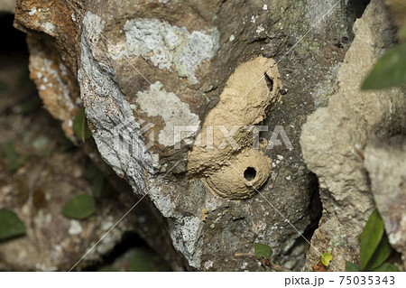 トックリバチの巣 75035343