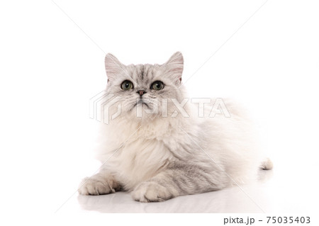 Persian cat on white background,isolated 75035403