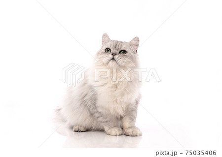 Persian cat sitting on white background,isolated 75035406