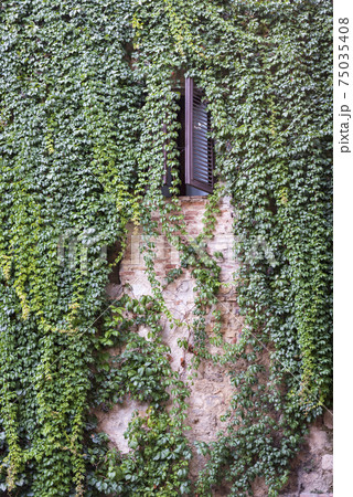 Stone wall almost completely covered with greenery, with open shutters on the window 75035408