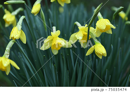 水仙(ラッパスイセン)と春雨 水仙(ラッパスイセン)と春雨 75035474