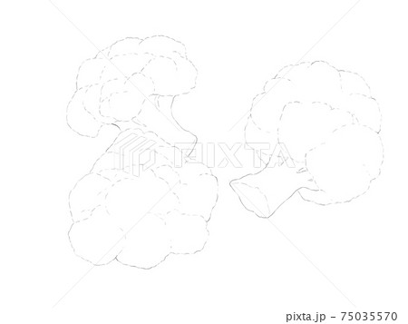 Single continuous line drawing of whole healthy organic cauliflower for  farm logo identity. Fresh brassica oleracea concept for vegetable icon.  Modern one line draw design graphic vector illustration 22619366 PNG