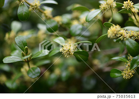柘植（ツゲ）の花 75035613