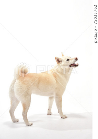 白毛の柴犬のシンプルポートレート 75035762