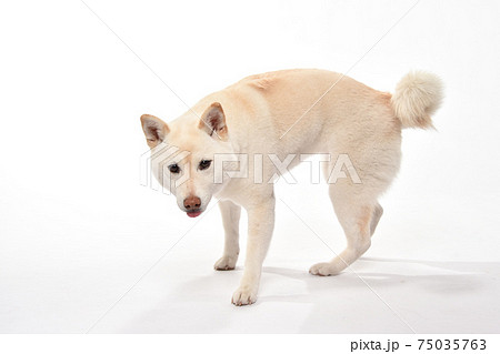 白毛の柴犬のシンプルポートレート 75035763