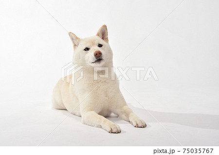 白毛の柴犬のシンプルポートレート 白毛の柴犬のシンプルポートレート 75035767