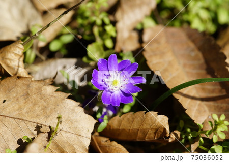 雪割草　紫　白 75036052