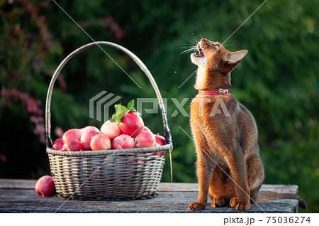 Harvest of apples in a basket and a very beautiful Abyssinian cat. Cat catches midges with its mouth, funny photo Harvest of apples in a basket and a very beautiful Abyssinian cat. Cat catches midges with its mouth, funny photo 75036274