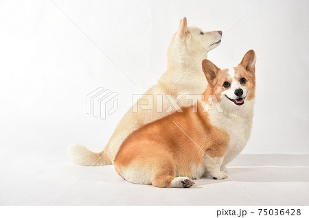 並んでお座りする柴犬とコーギー 並んでお座りする柴犬とコーギー 75036428