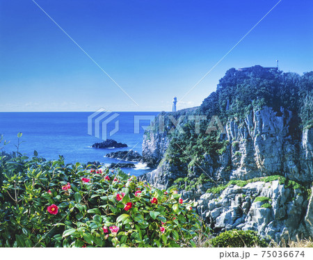 ツバキの花と足摺岬 75036674