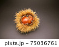 くり2 75036761