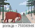 elephant crossing the road forest 75036946