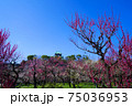 快晴の大阪城の梅林（2021年） 75036953
