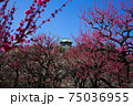 快晴の大阪城の梅林（2021年） 75036955