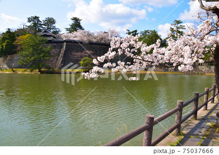 桜景 松江城 桜景 松江城 75037666