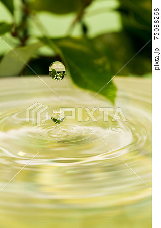 葉と水面 75038268