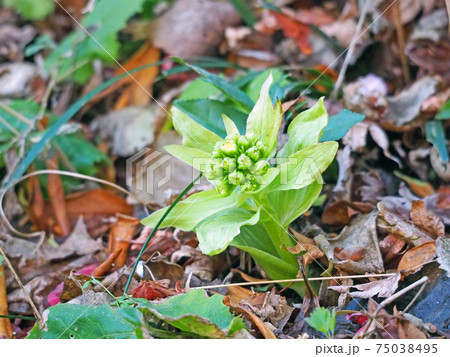 早春の山野草苦みのあるフキノトウ 早春の山野草苦みのあるフキノトウ 75038495