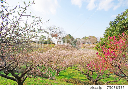 北九州市立総合農事センター梅園 75038535