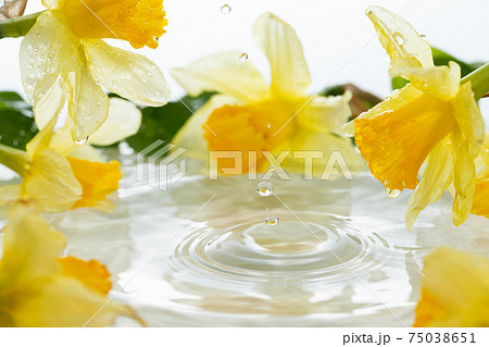 花と水面. 花と水面. 75038651