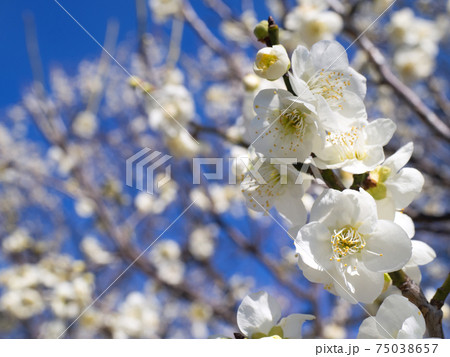 白梅 緑萼梅 白梅 緑萼梅 75038657