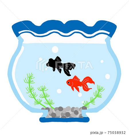 黒い出目金と赤い琉金の金魚が泳いでいる金魚鉢のイラスト 黒い出目金と赤い琉金の金魚が泳いでいる金魚鉢のイラスト 75038932