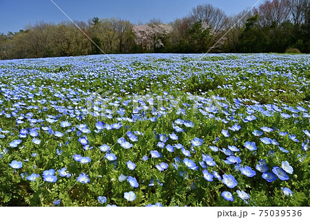 森林公園のネモフィラの花畑と雑木林に咲く山桜 75039536
