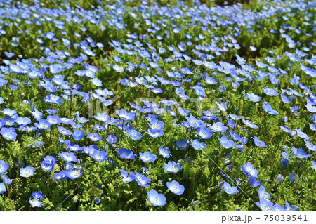 森林公園のネモフィラの花畑 75039541