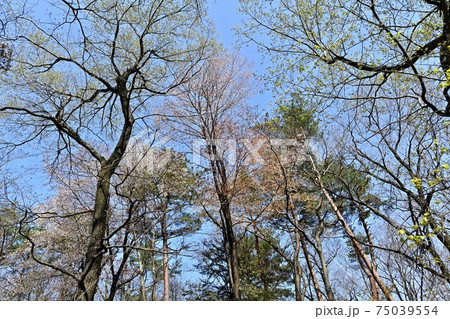 森林公園の雑木林に咲く山桜 75039554