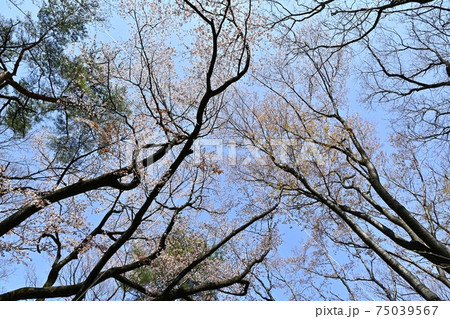 森林公園の雑木林に咲く山桜 75039567