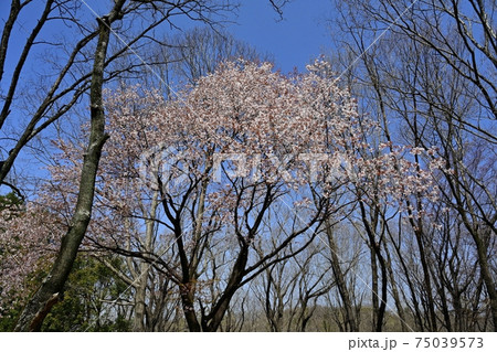 森林公園の雑木林に咲く山桜 森林公園の雑木林に咲く山桜 75039573