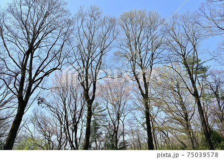 森林公園の雑木林に咲く山桜 75039578