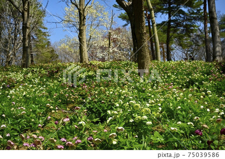 森林公園のクリスマスローズの花畑 75039586