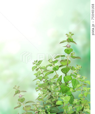 Vertical banner with green peppermint leaves Vertical banner with green peppermint leaves 75040168
