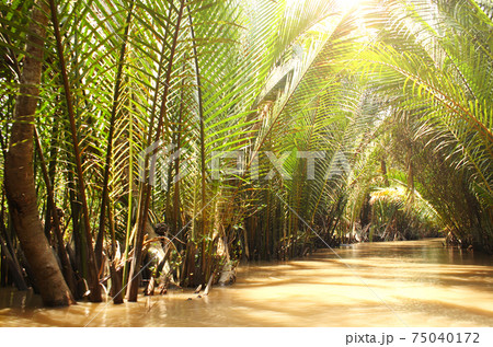 Palm leaves in delta of Mekong river, Vietnam Palm leaves in delta of Mekong river, Vietnam 75040172