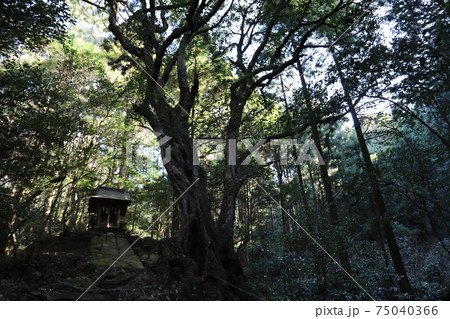 筑波山麓の白滝神社 75040366