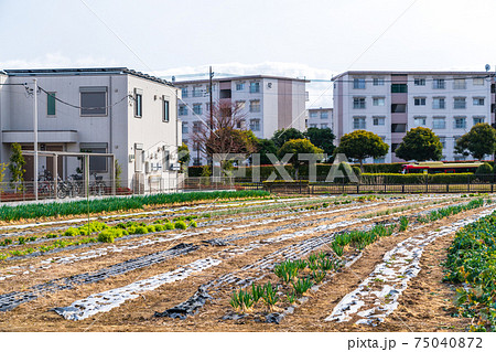 宅地に転用した農地 宅地に転用した農地 75040872