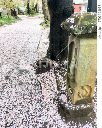 桜色の小路 桜色の小路 75041043