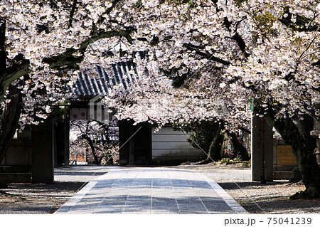 道明寺天満宮の桜 75041239